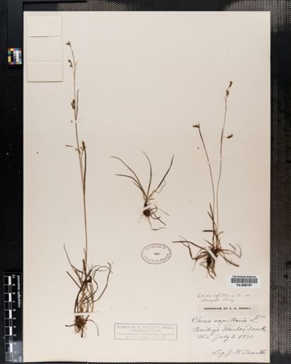 Carex capillaris
