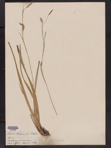 Carex