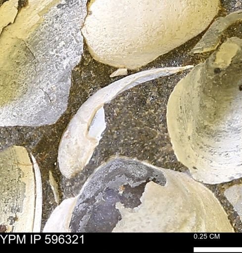 Limopsis striatopunctatus
