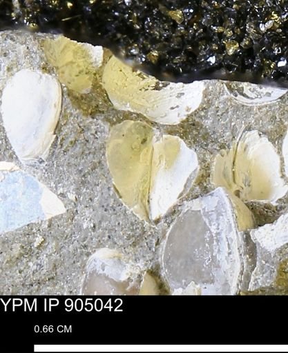 Corbulamella sp.
