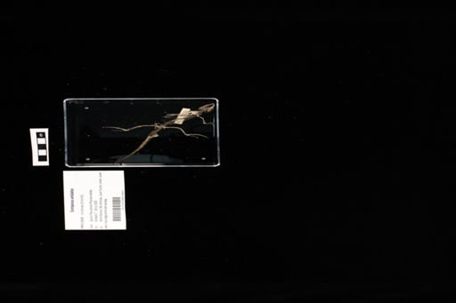Sceloporus undulatus