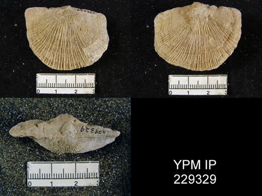 Derbya crassa texana