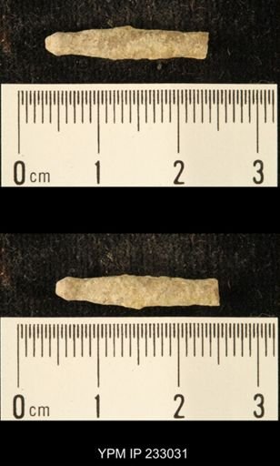 Archaeocidaris sp.