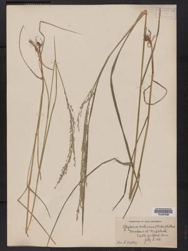 Glyceria melicaria