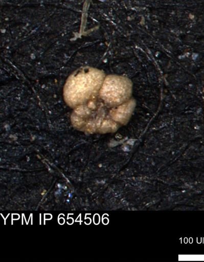 Ammobaculites euides