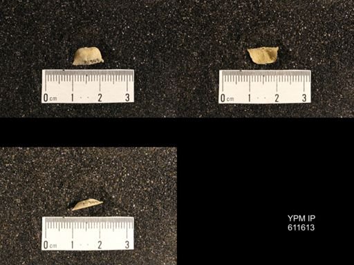 Lissochonetes geinitzianus