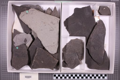 mixed taxa, stratigraphic collection