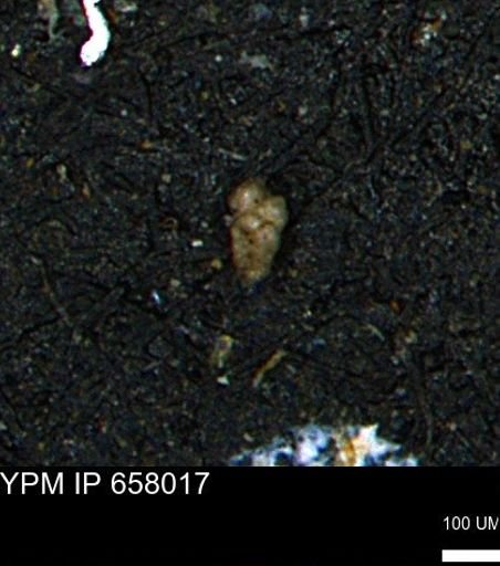 Verneuilinoides kansasensis