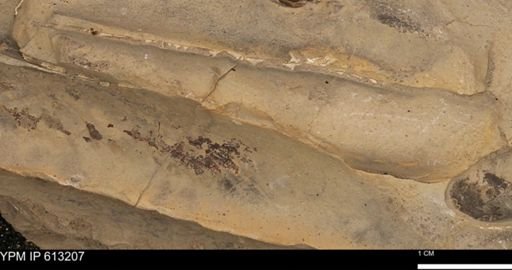 Baculites sp.
