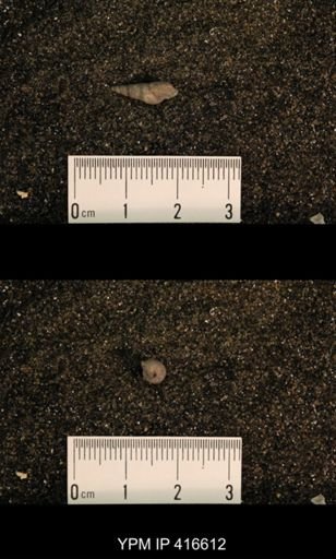 Meekospira peracuta