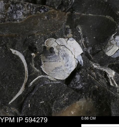 Protocardia sp.