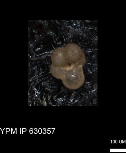 undet. Rugoglobigerinidae