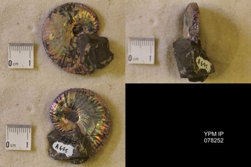 Hoploscaphites comprimus