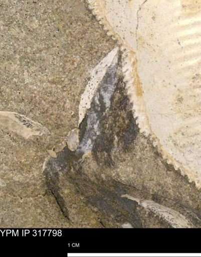 undet. Bivalvia
