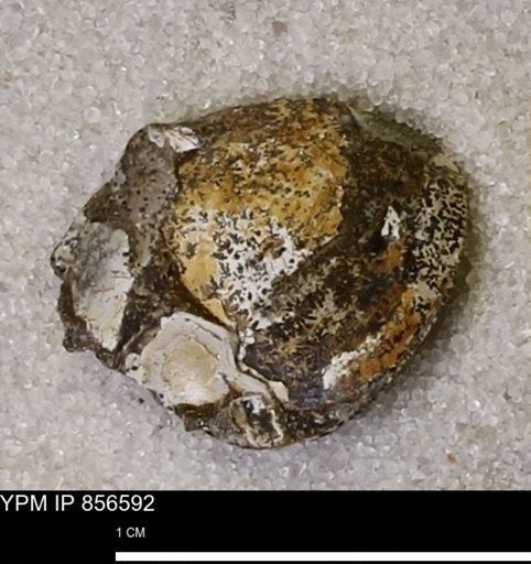 Limopsis striatopunctatus