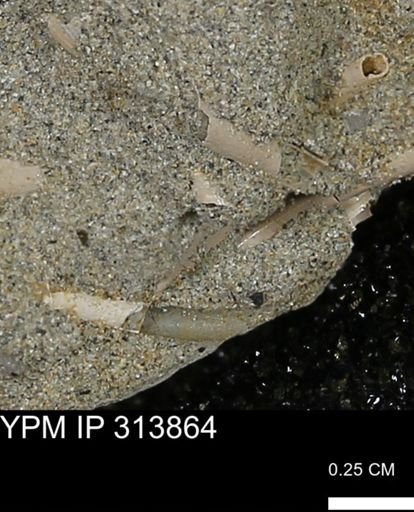 undet. Scaphopoda