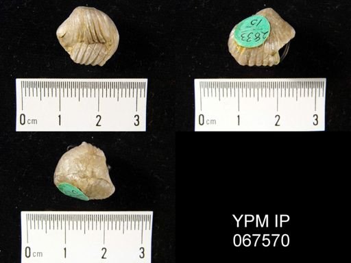 Uncinulus nucleolatus