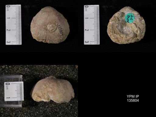 Productus (Linoproductus) lineatus