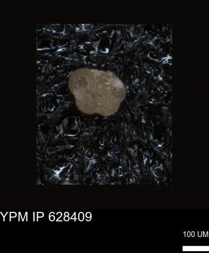 undet. Foraminiferida