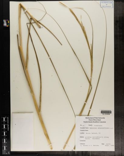 Plantae