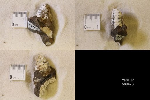 undet. Scaphitidae