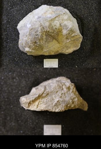 Exogyra americana