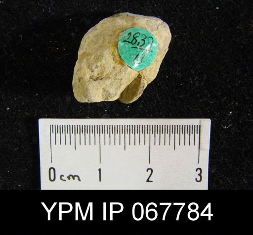 Stropheodonta equistriata