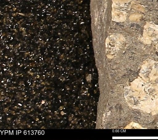 Scaphites sp.