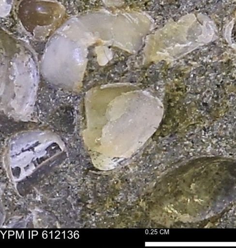 undet. Bivalvia