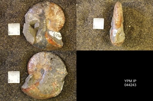 Hoploscaphites comprimus