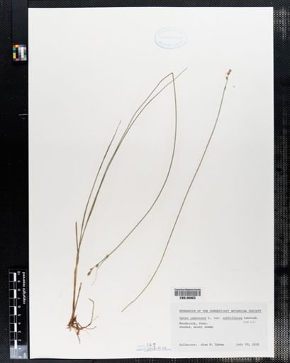Carex canescens