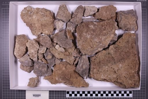 mixed taxa, stratigraphic collection