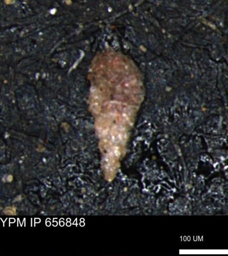 Verneuilinoides kansasensis