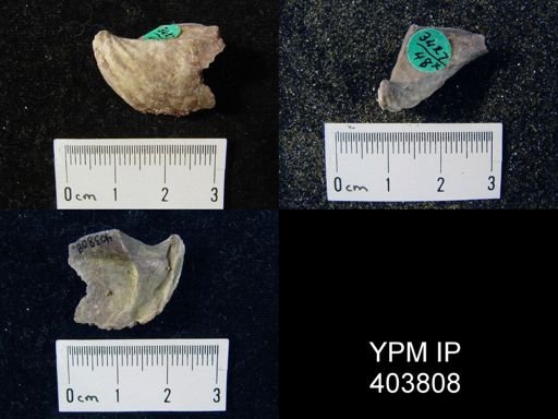 Macropleura macropleura