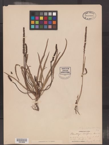 Plantago juncoides var. decipiens