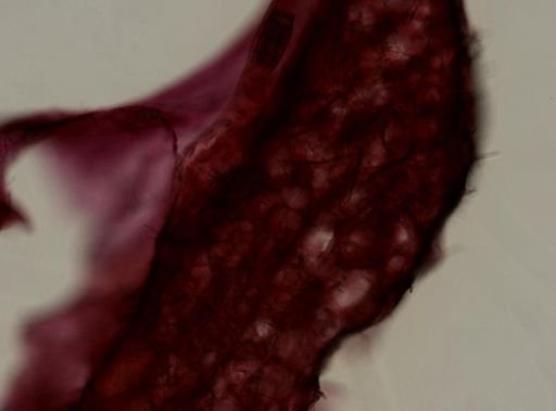 cf. Clathria