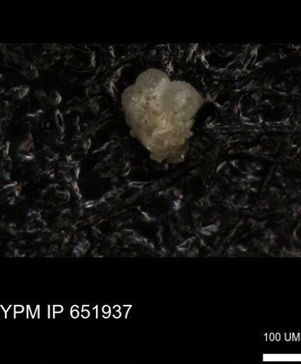 undet. Foraminiferida