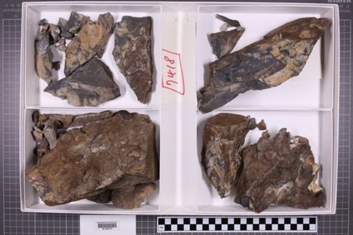 mixed taxa, stratigraphic collection