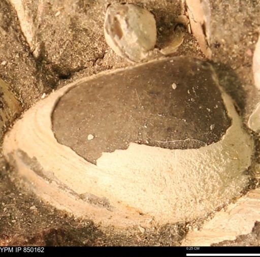 Ammonoidea