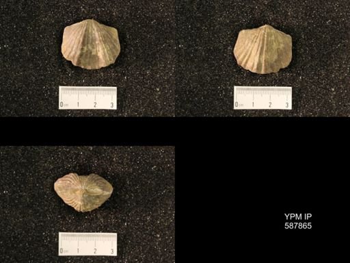 Platystrophia ponderosa