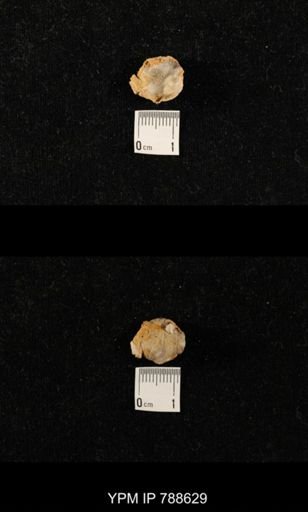undet. Brachiopoda