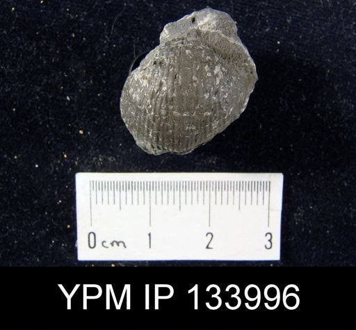 Productella spinulicosta
