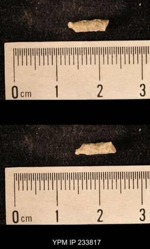 Archaeocidaris sp.