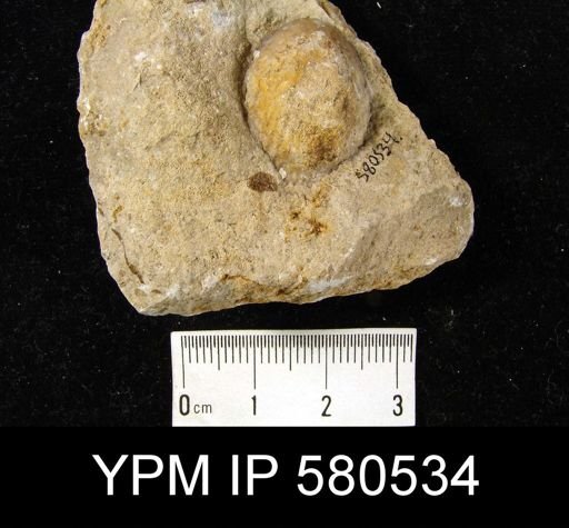 Atrypa sp.