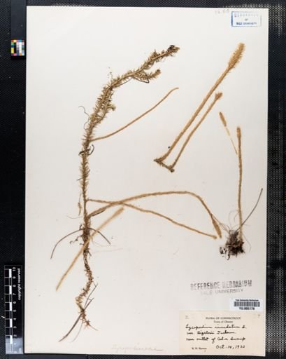 Lycopodium