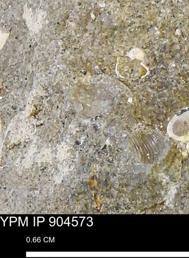 undet. Mollusca