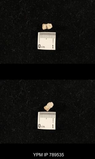 undet. Bryozoa