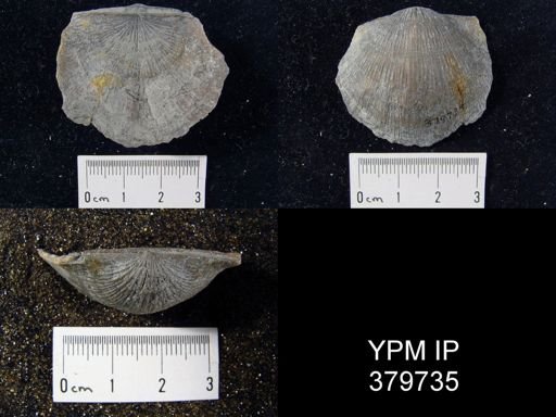 Megastrophia sp.