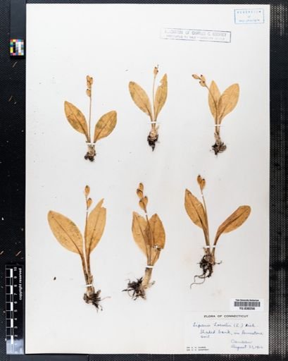 Liparis loeselii