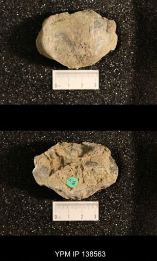 Productus (Dictyoclostus) sp.